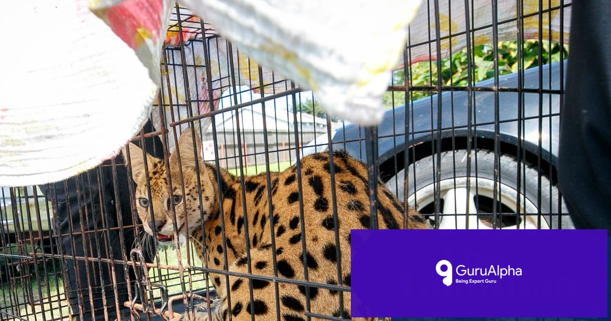 African Serval Rescued from Illegal Crate During Louisiana Fire Response